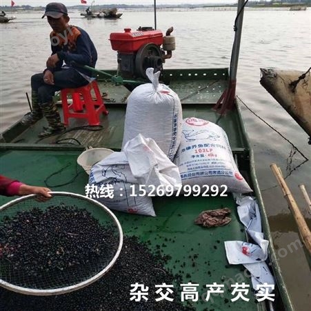 山东高产芡实苗批发价格低 芡实种苗厂家 承接芡实种植
