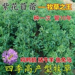 东北紫花苜蓿种子 猪牛羊兔鱼饲料紫花苜蓿芽苗菜多年生四季耐寒南方北方牧草种子