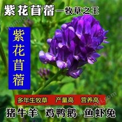 紫花苜蓿草种子多年生苜蓿种子四季高产苜蓿菜猪牛羊鸡鱼牧草种子