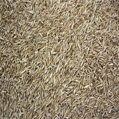 高羊茅属于冷季型草坪    种狗牙根每平方米草籽数量    结偻草和狗牙根混种    立国农业