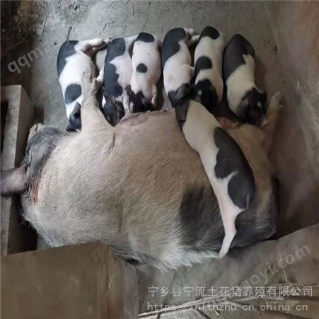 S级土花猪 宁乡花猪 宁流 二元猪 基地销售