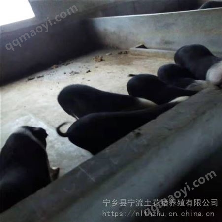 太湖猪家养 宁流 二元猪 S级土花猪