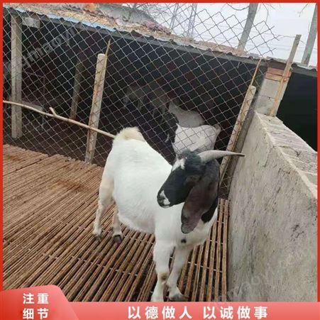 波爾山羊幼羊 成年波爾山羊 小山羊羔 常年銷售
