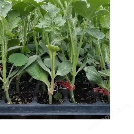 蔬菜育苗播种机 高效率 操作简单 无需维护