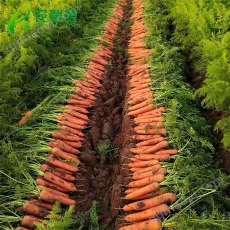 农瑞德全自动蔬菜编织机 一穴一粒或多粒精量播种免间苗儿