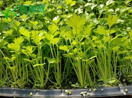 西蓝花穴盘播种机 自动化育苗点播种机  农瑞德农业科技