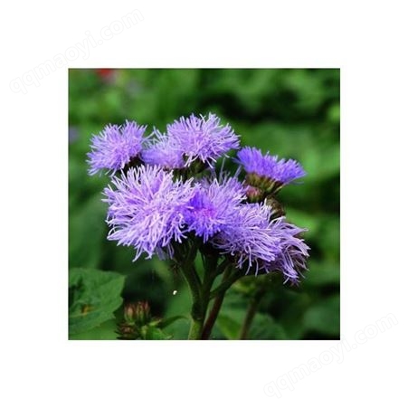 成都花卉种子 藿香紫色藿香