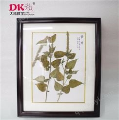保色腊叶标本_大科教学_教学腊叶标本_制作出售
