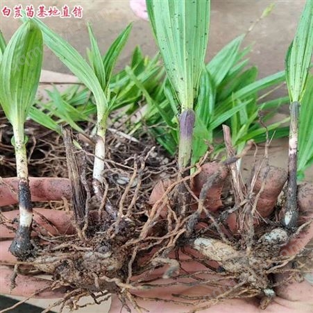 白芨苗產品廠家 云南白芨種苗價格表 1到2年白芨苗圖片 鑫燎三農